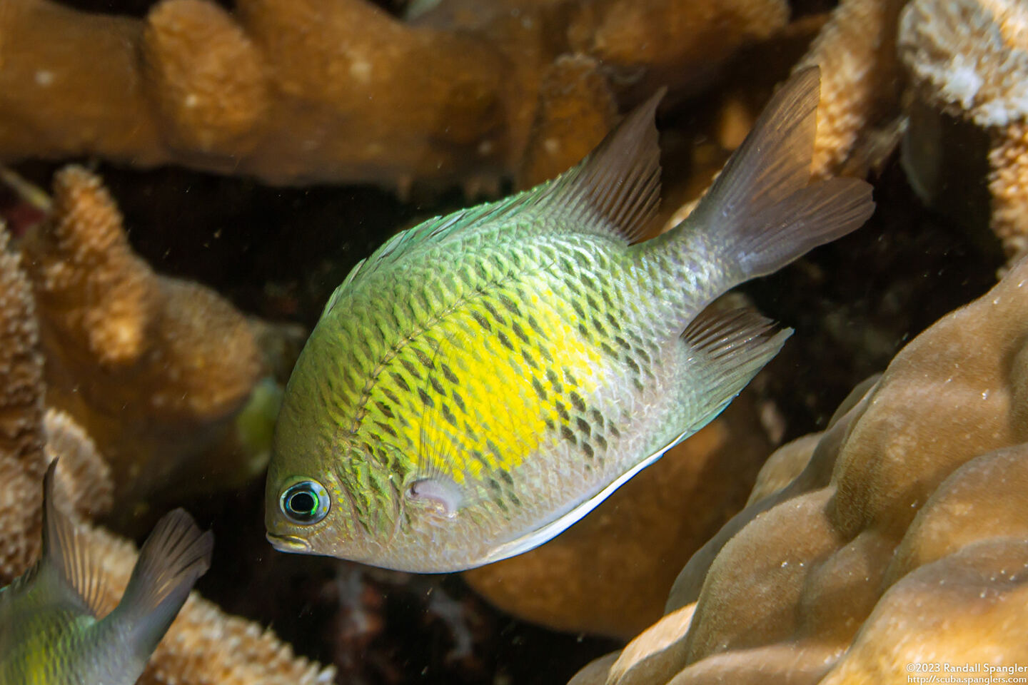 Amblyglyphidodon curacao (Staghorn Damsel)