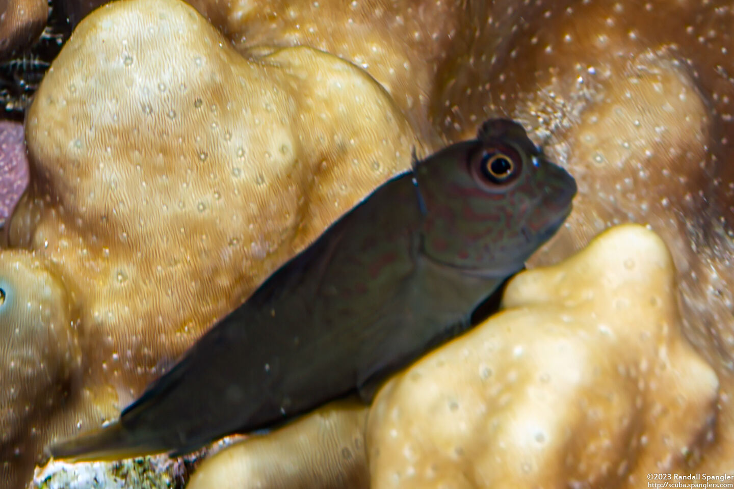 Cirripectes springeri (Springer's Blenny)