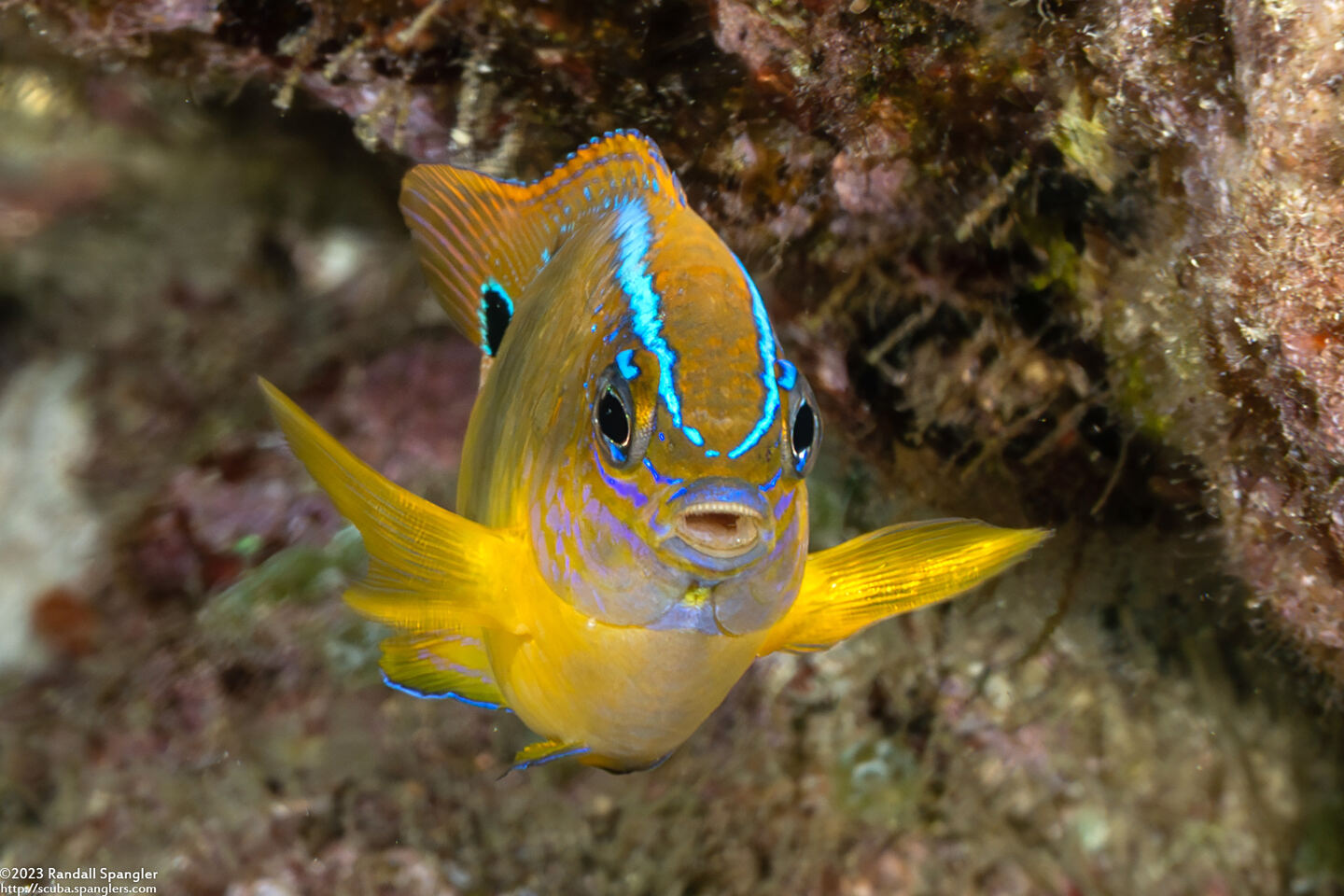 Chrysiptera brownriggii (Surge Damsel)
