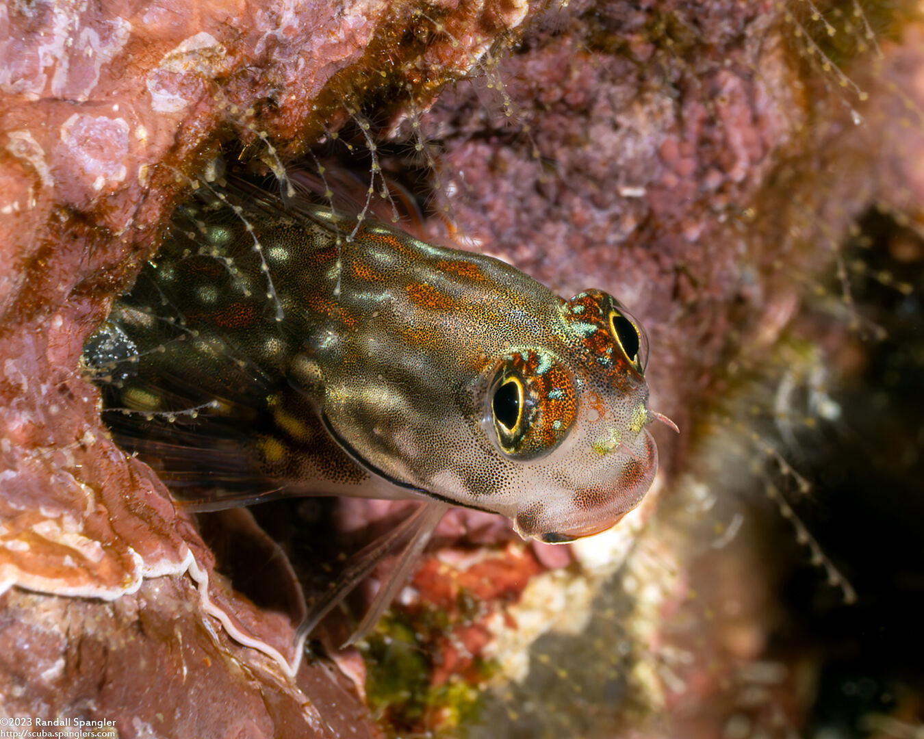 Ecsenius monoculus (Monocle Coralblenny)