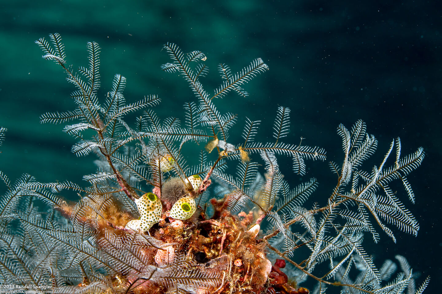 Macrorhynchia philippina (Philippine Hydroid)