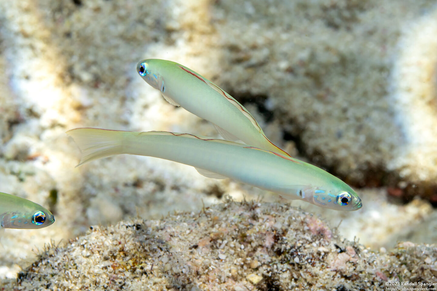 Ptereleotris microlepis (Pearly Dartfish)