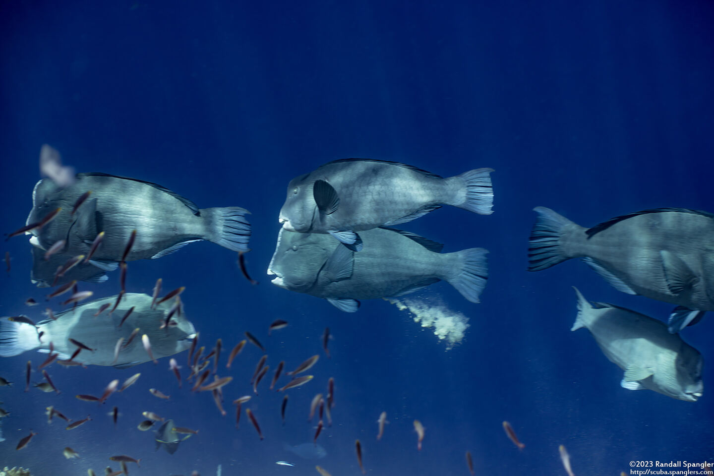 Bolbometopon muricatum (Bumphead Parrotfish)