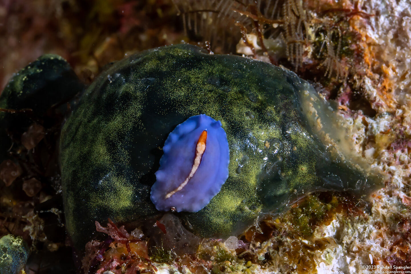 Pseudoceros liparus (Racing Stripe Flatworm)
