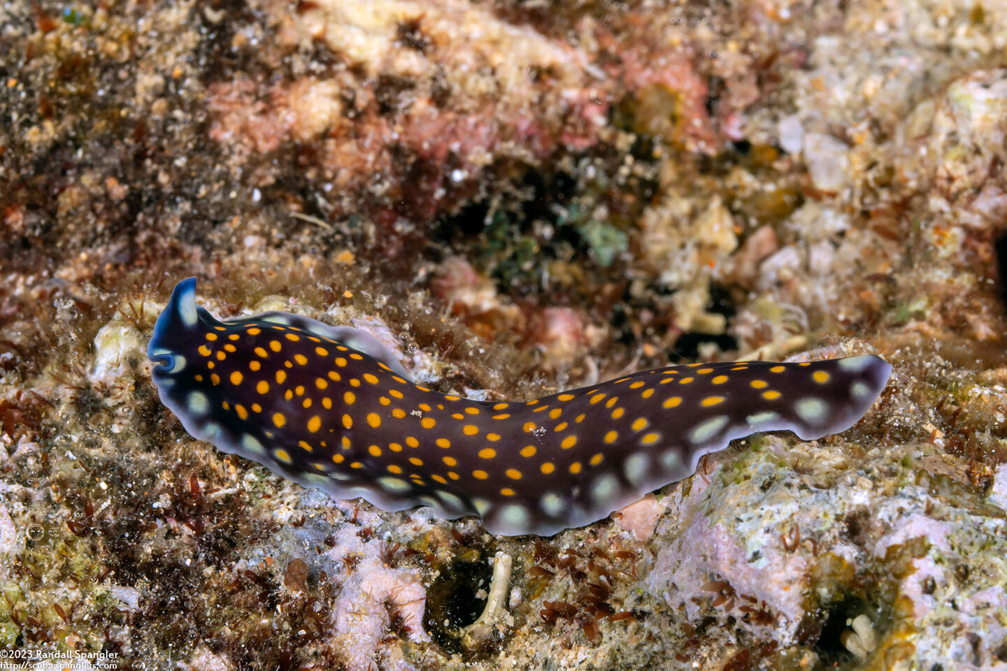 Pseudoceros lindae (Linda's Flatworm)