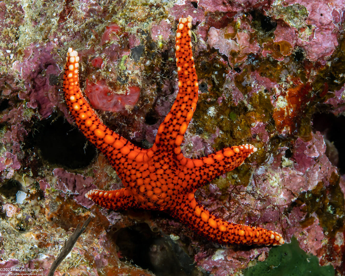 Fromia hemiopla (Armored Sea Star)