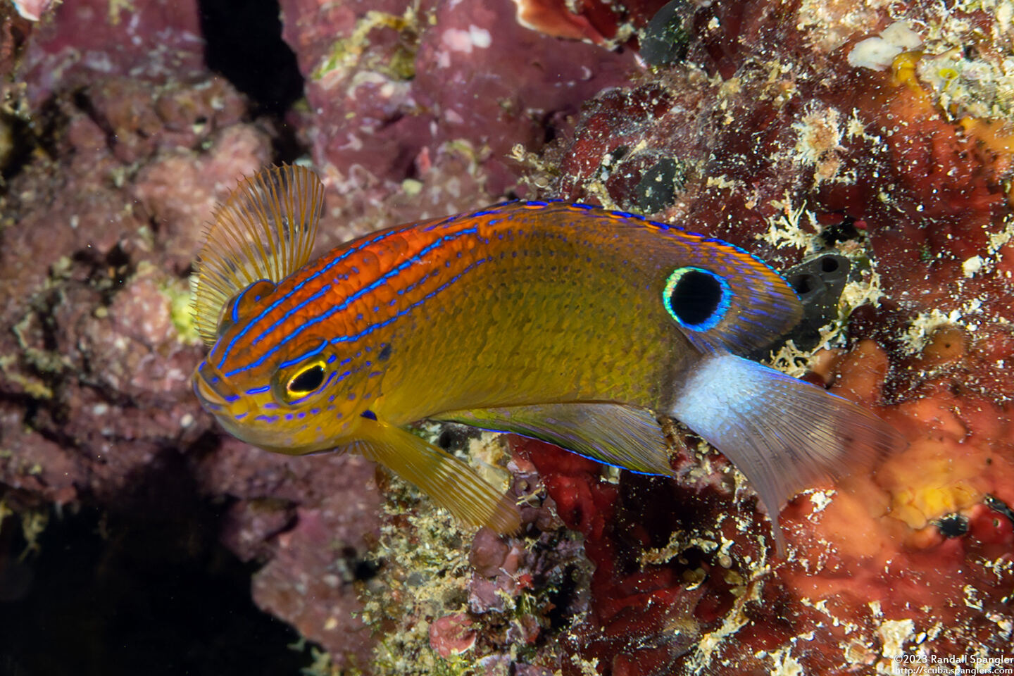 Pomacentrus bankanensis (Speckled Damsel)