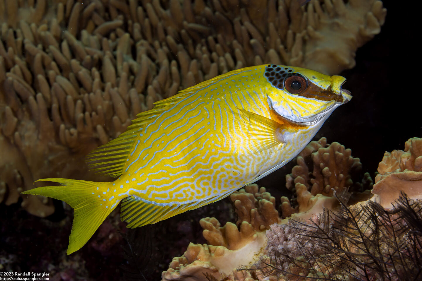 Siganus puellus (Masked Rabbitfish)
