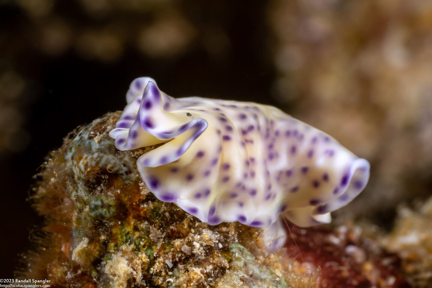 Pseudoceros laingensis (Laing Island Flatworm)