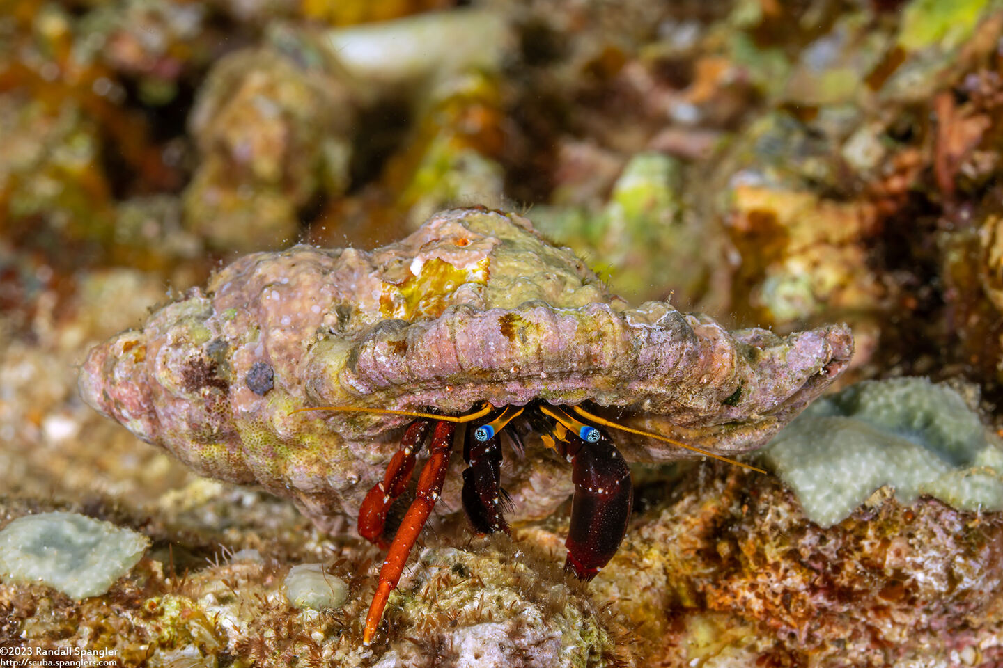 Calcinus gaimardii (Gaimard's Hermit Crab)