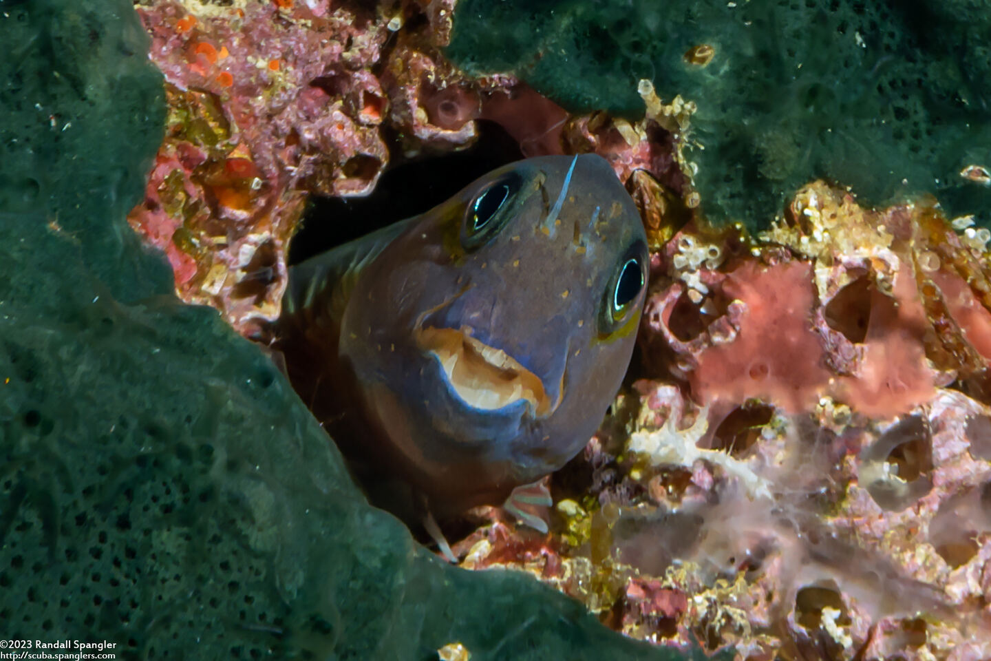 Ecsenius midas (Midas Coralblenny)