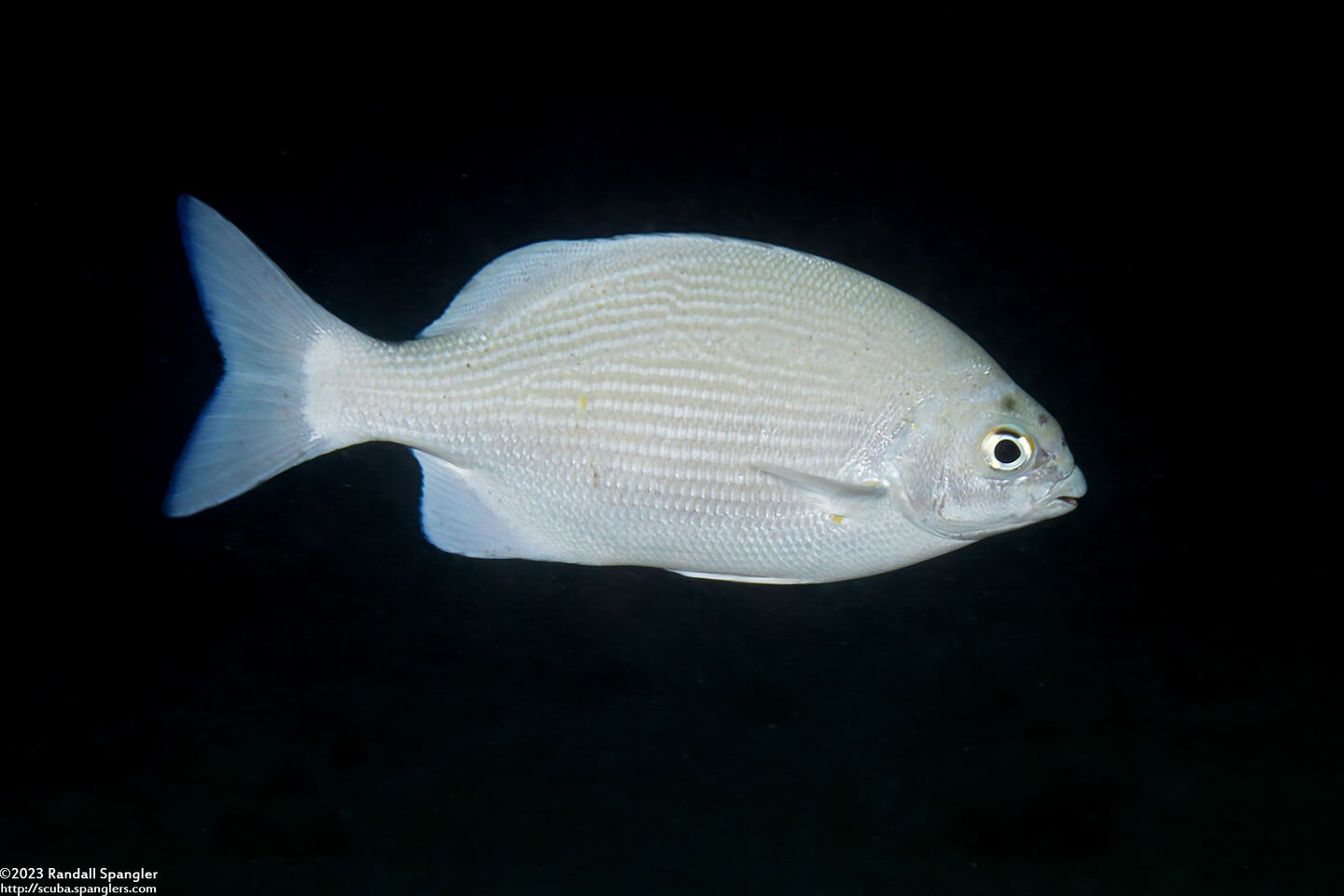 Kyphosus vaigiensis (Brassy Chub)