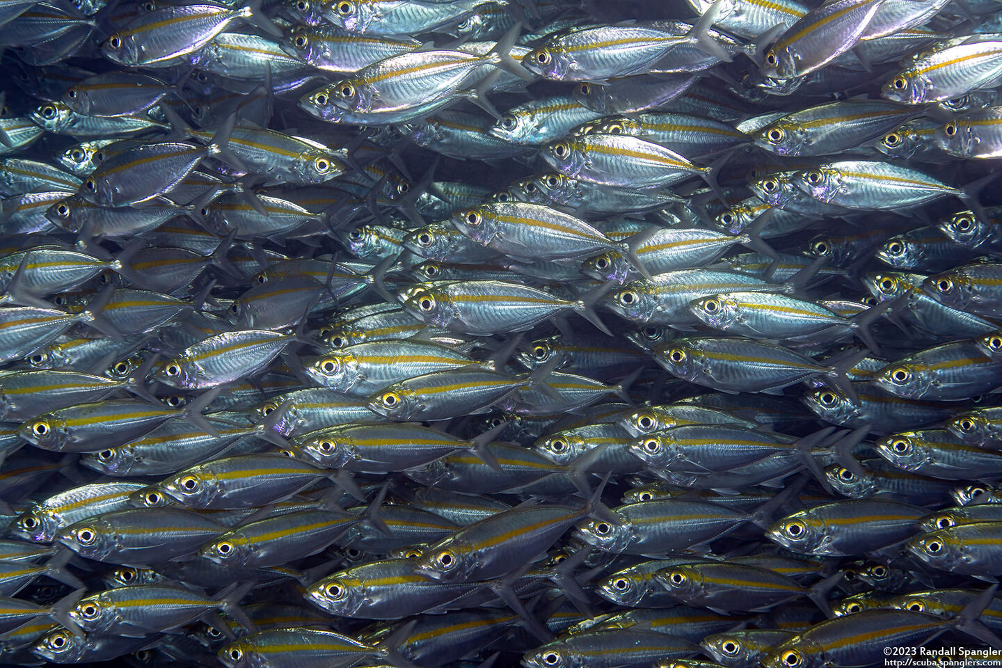 Selar boops (Oxeye Scad)