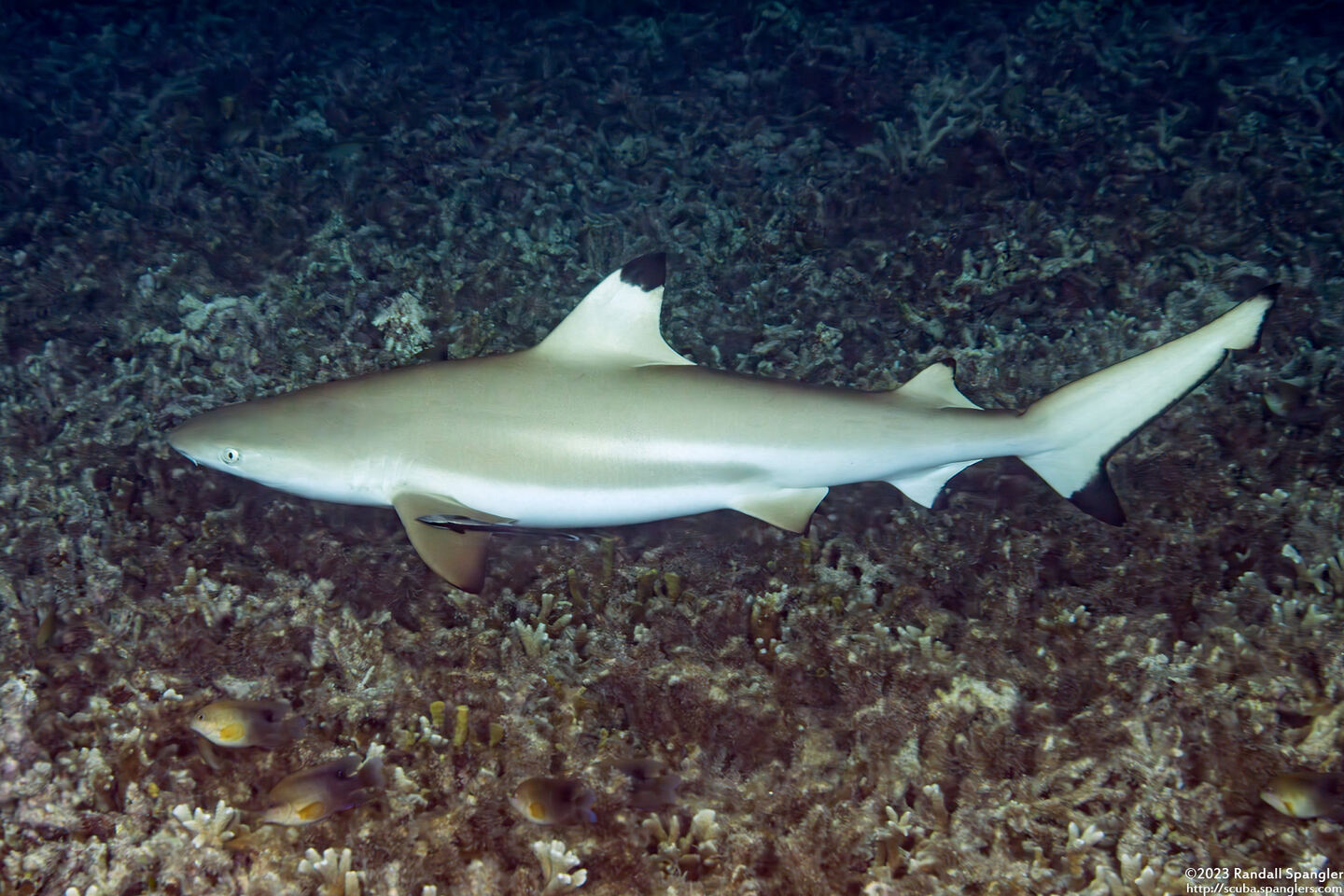 Carcharhinus melanopterus (Blacktip Reef Shark)