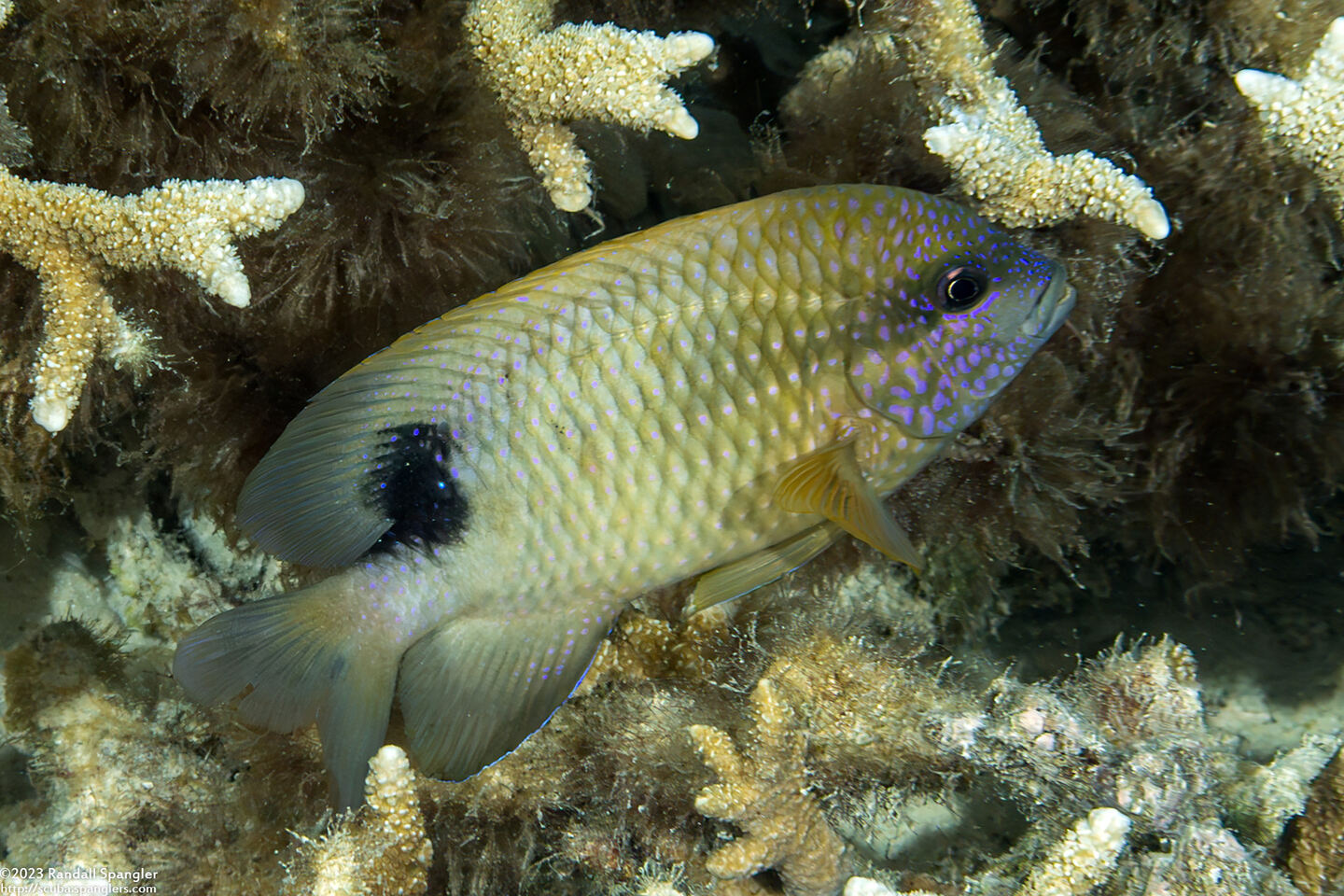 Stegastes punctatus (Bluntsnout Gregory)