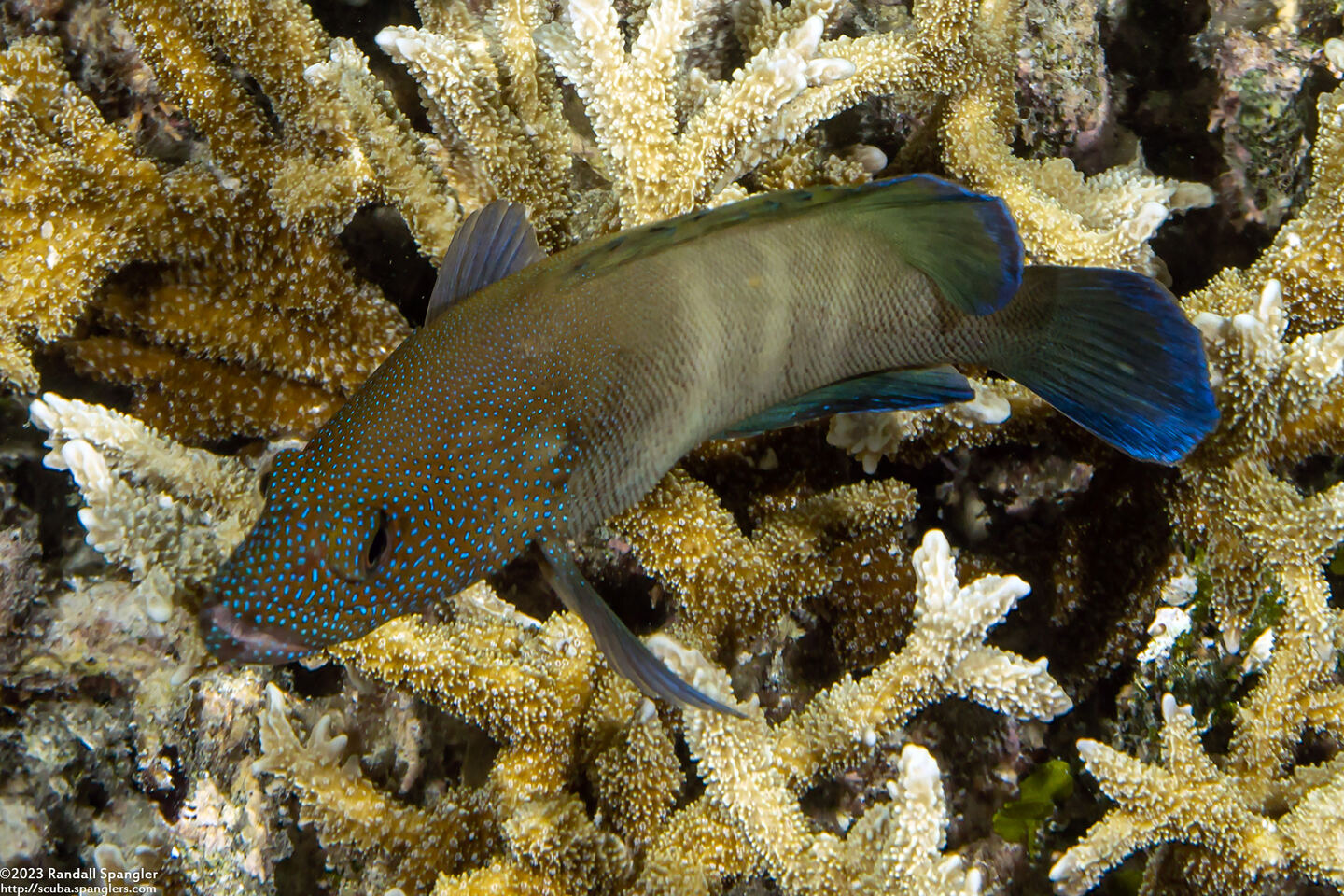Cephalopholis microprion (Freckled Grouper)