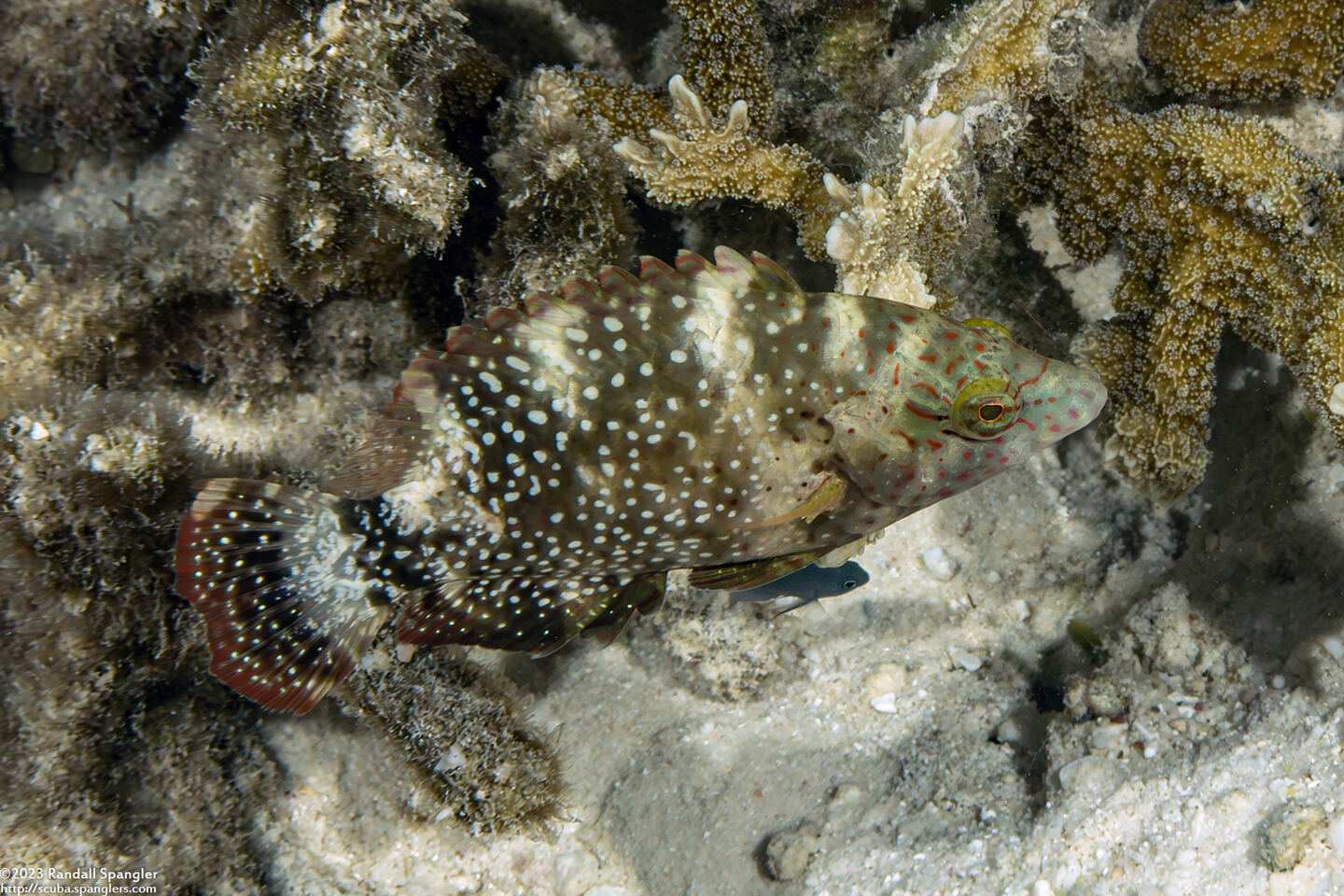 Cheilinus chlorourus (Floral Wrasse)