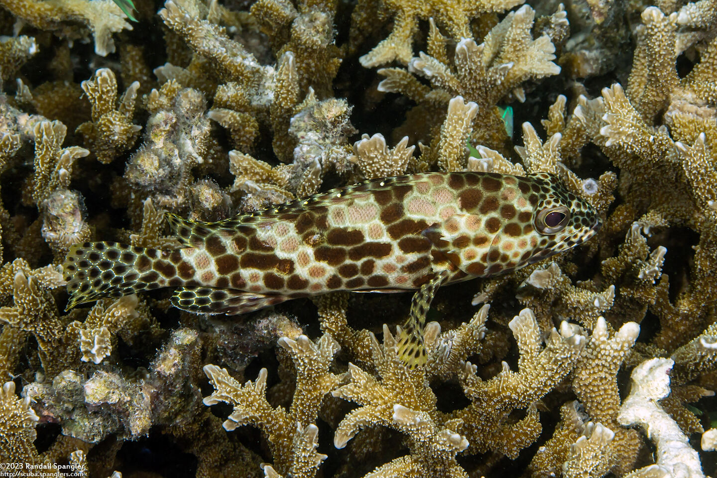 Epinephelus merra (Honeycomb Grouper)