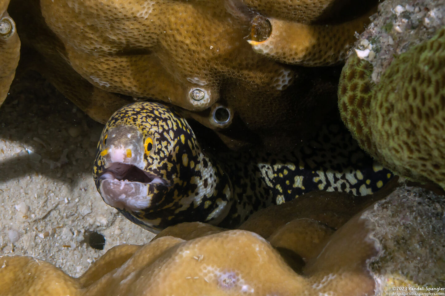 Echidna nebulosa (Snowflake Moray)