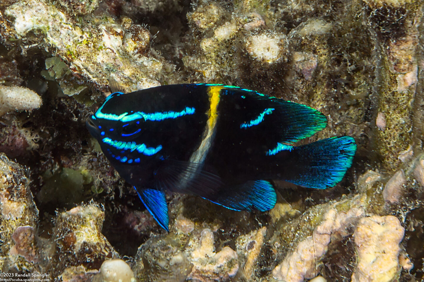Neoglyphidodon oxyodon (Bluestreak Damsel)