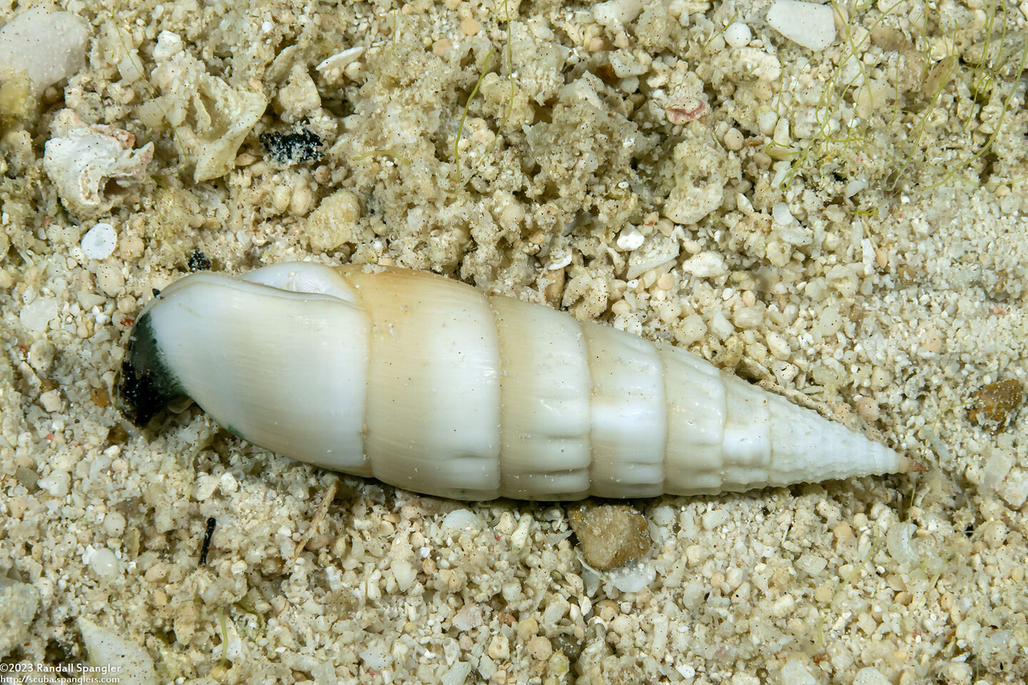 Hastula albula (White-Banded Augur)
