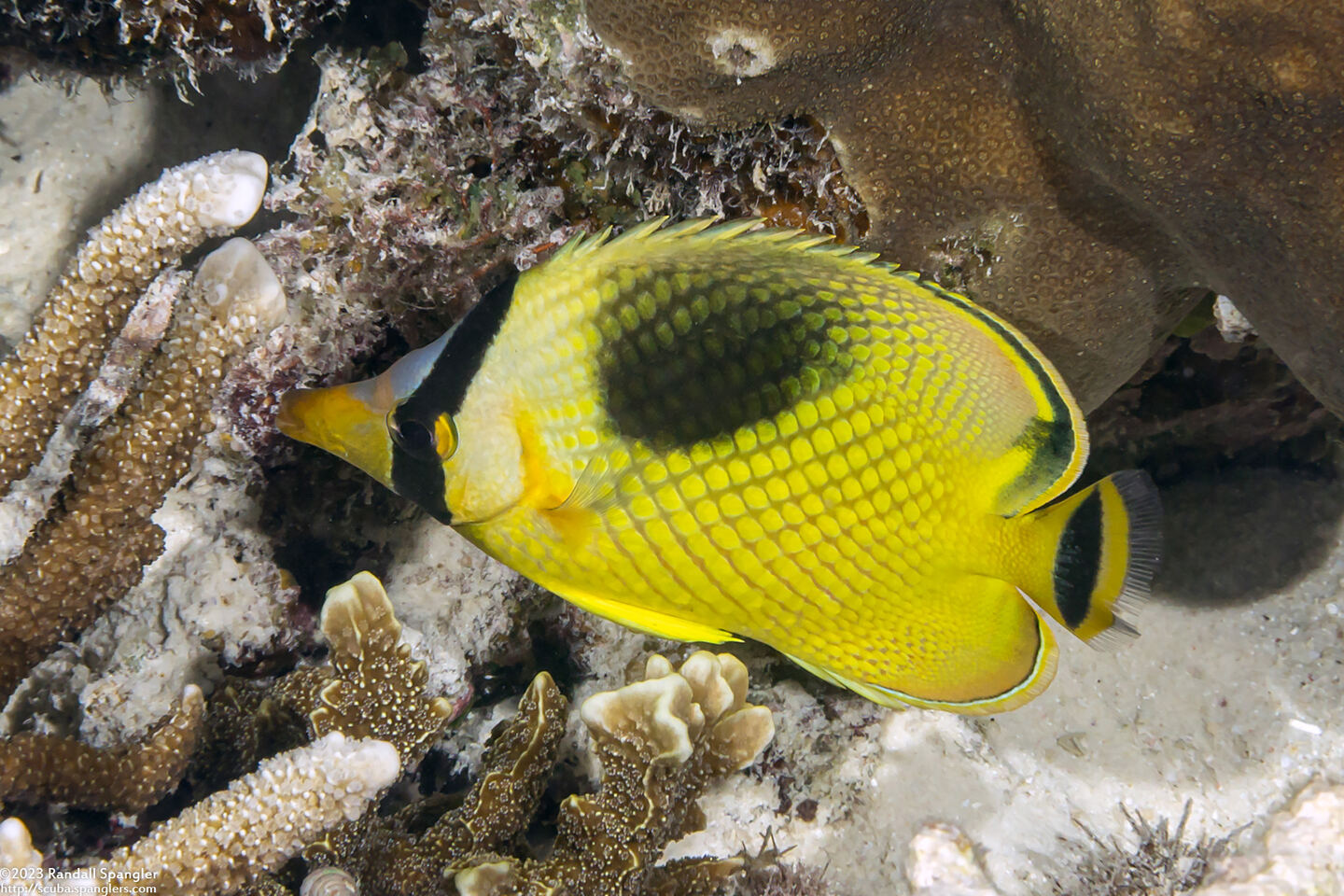 Chaetodon rafflesii (Latticed Butterflyfish)