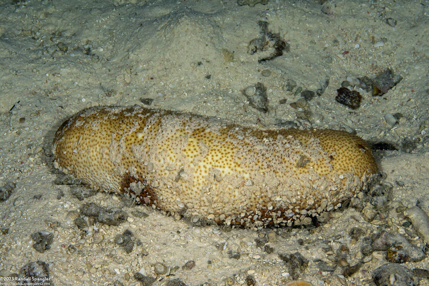 Bohadschia sp.1 (Bohadschia sp.1)