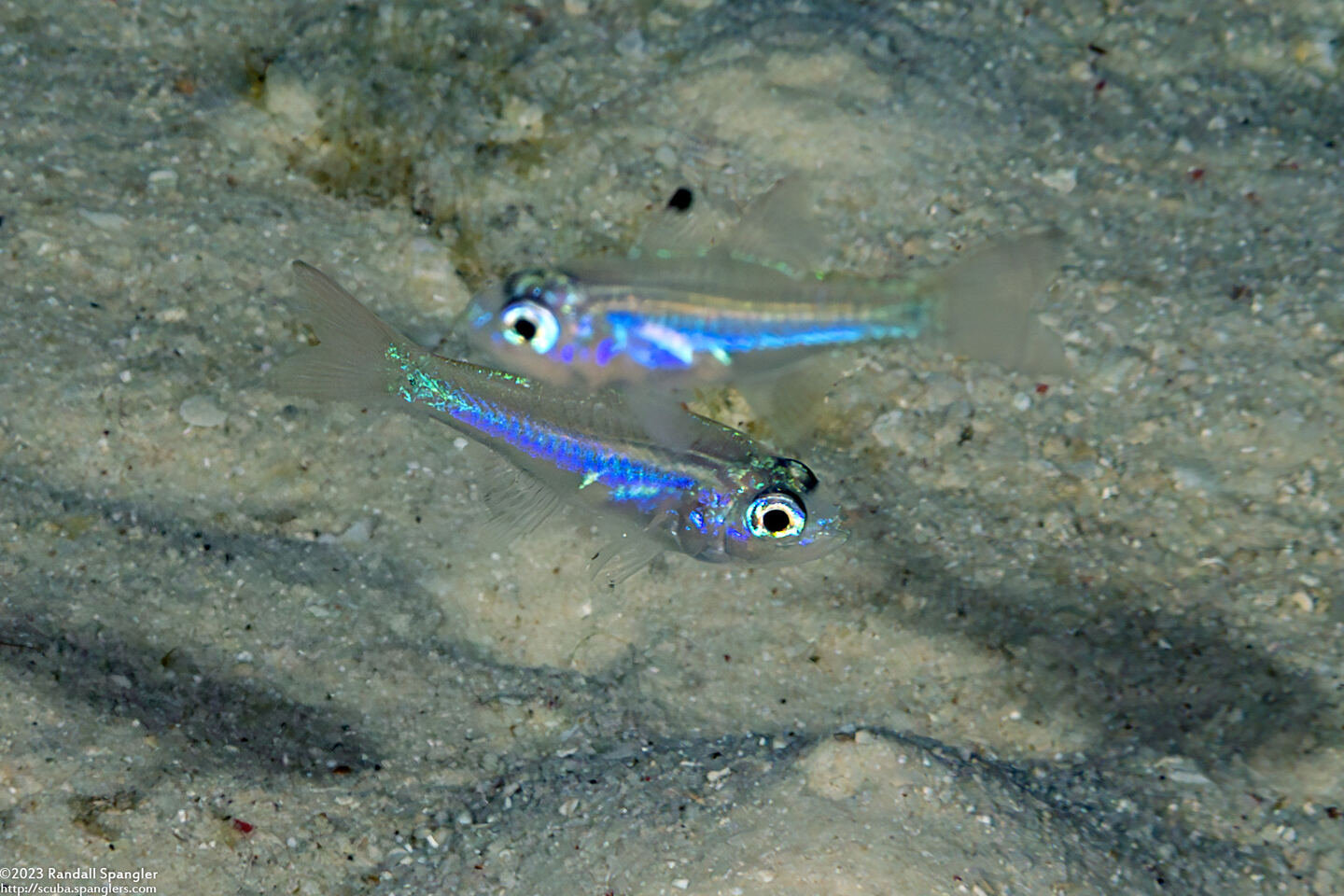 Rhabdamia gracilis (Slender Cardinalfish)