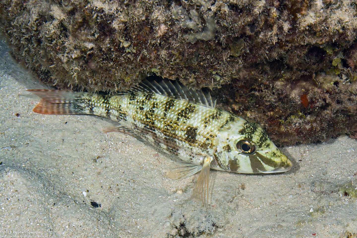Lethrinus obsoletus (Orange-Striped Emperor)