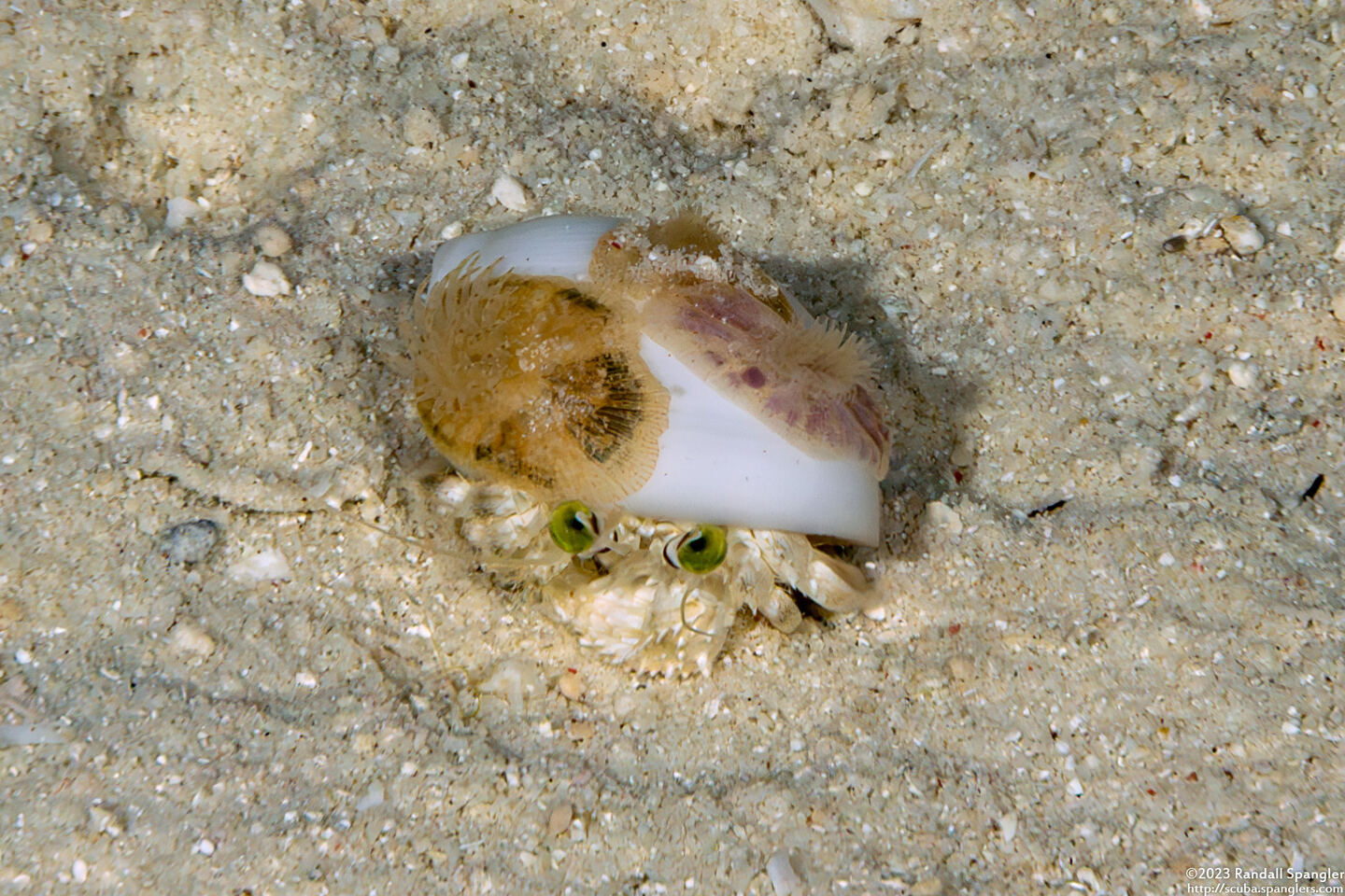 Dardanus deformis (Pale Anemone Hermit Crab)
