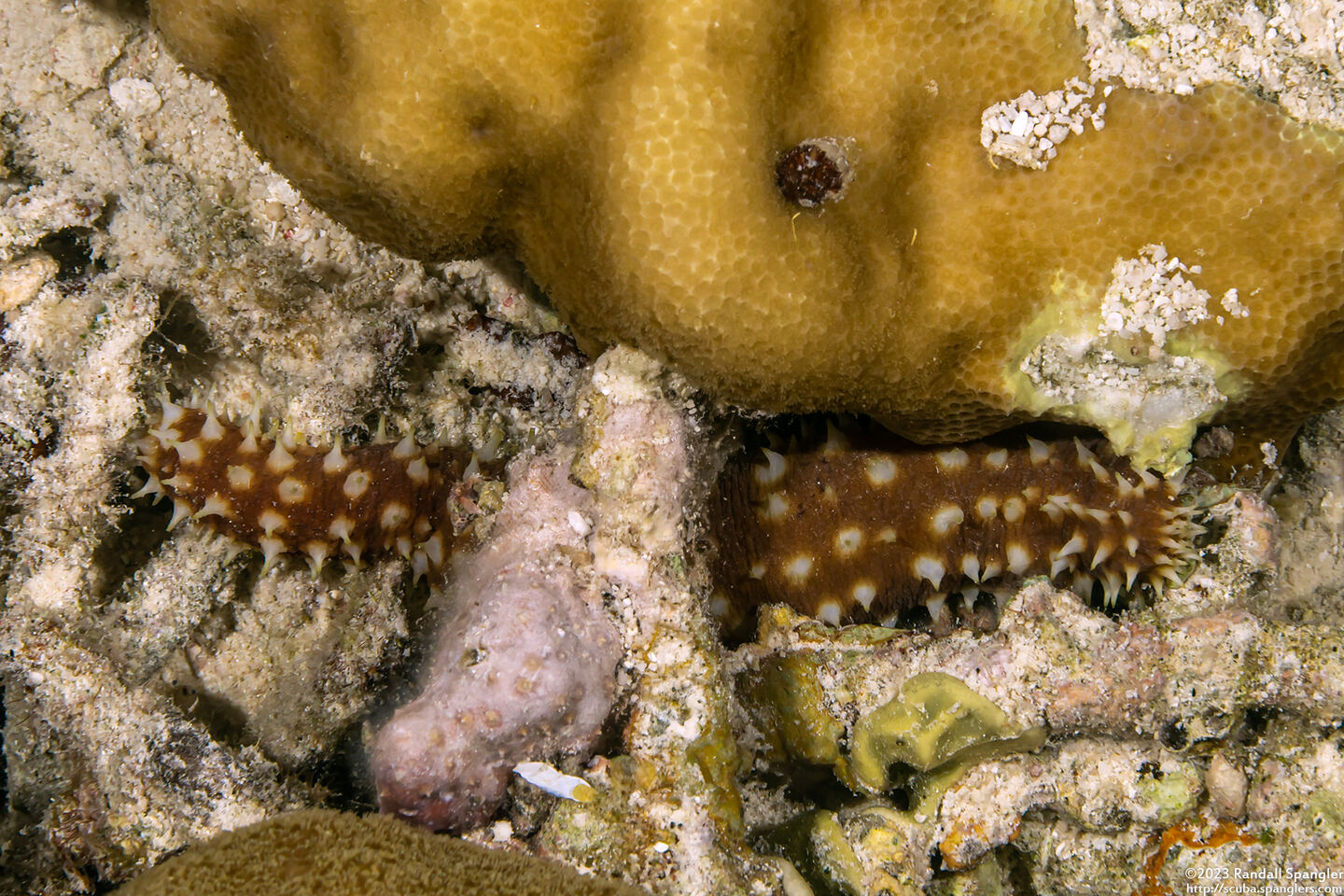 Holothuria hilla (Light-Spotted Sea Cucumber)