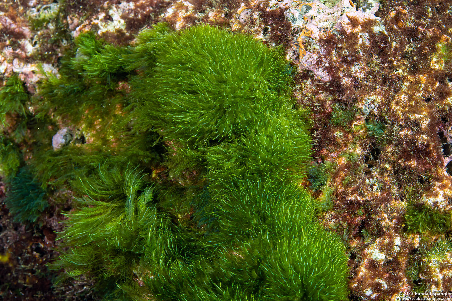 Chlorodesmis fastigiata (Turtle Weed)