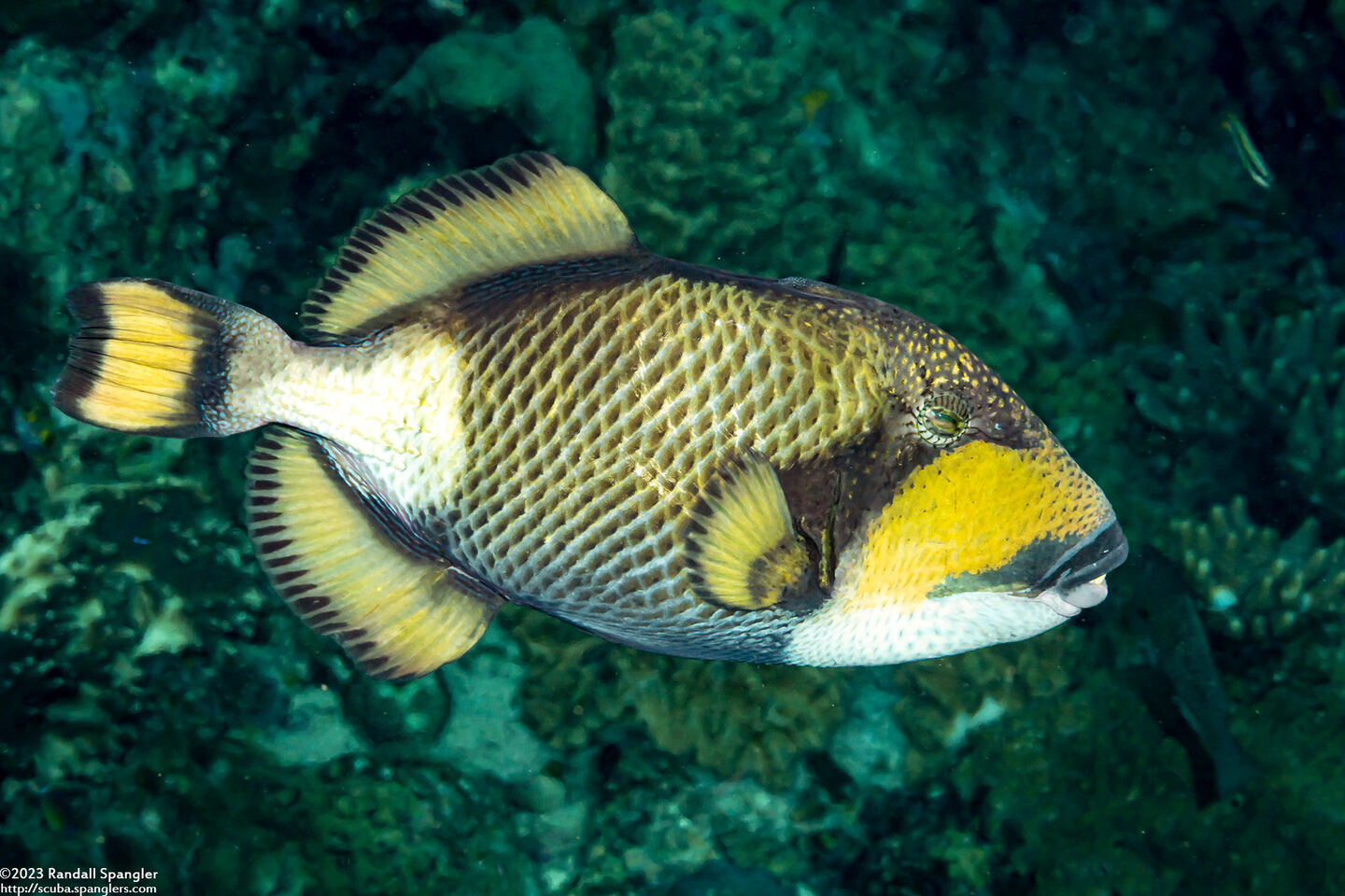 Balistoides viridescens (Titan Triggerfish)