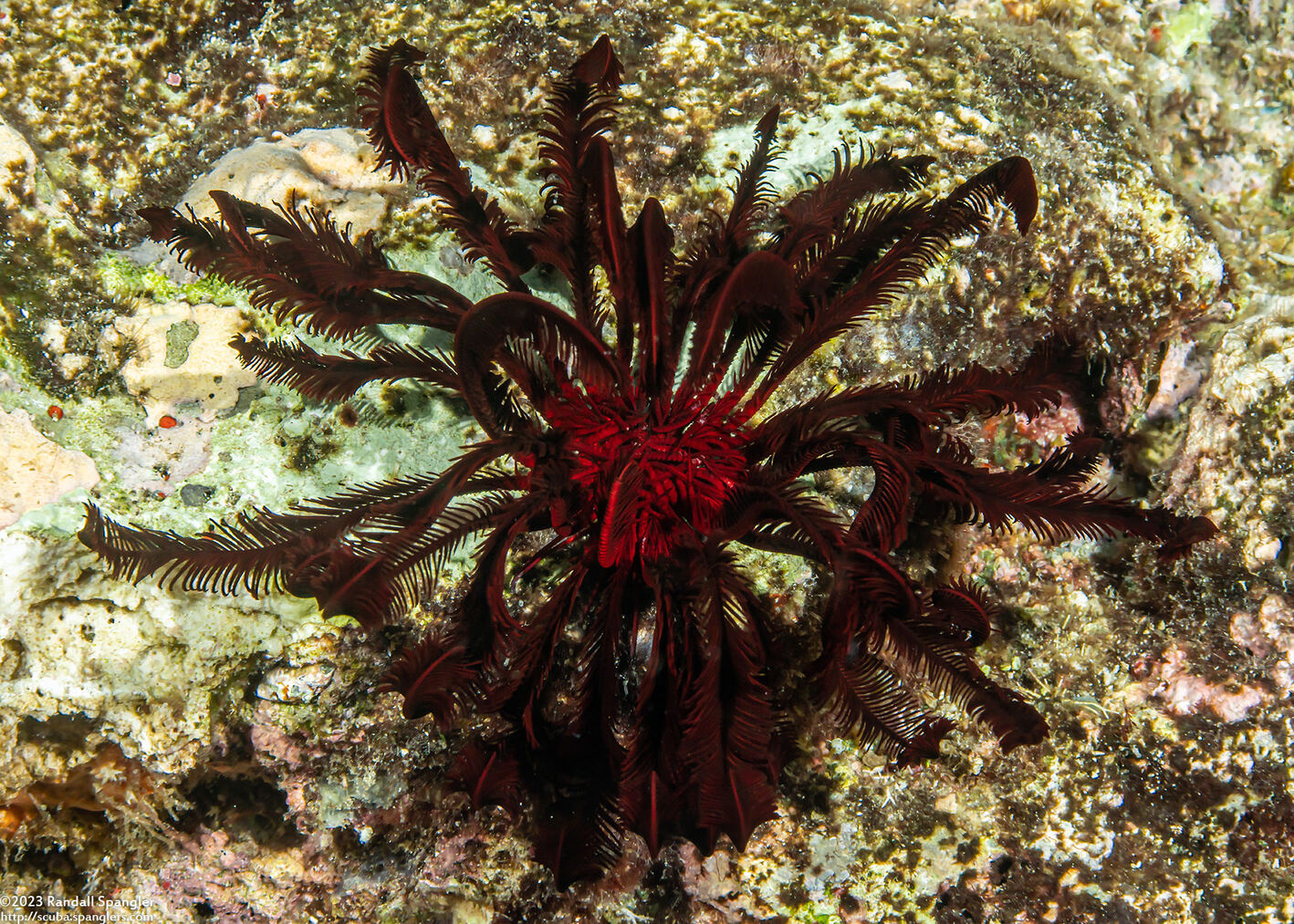 Himerometra robustipinna (Robust Feather Star)