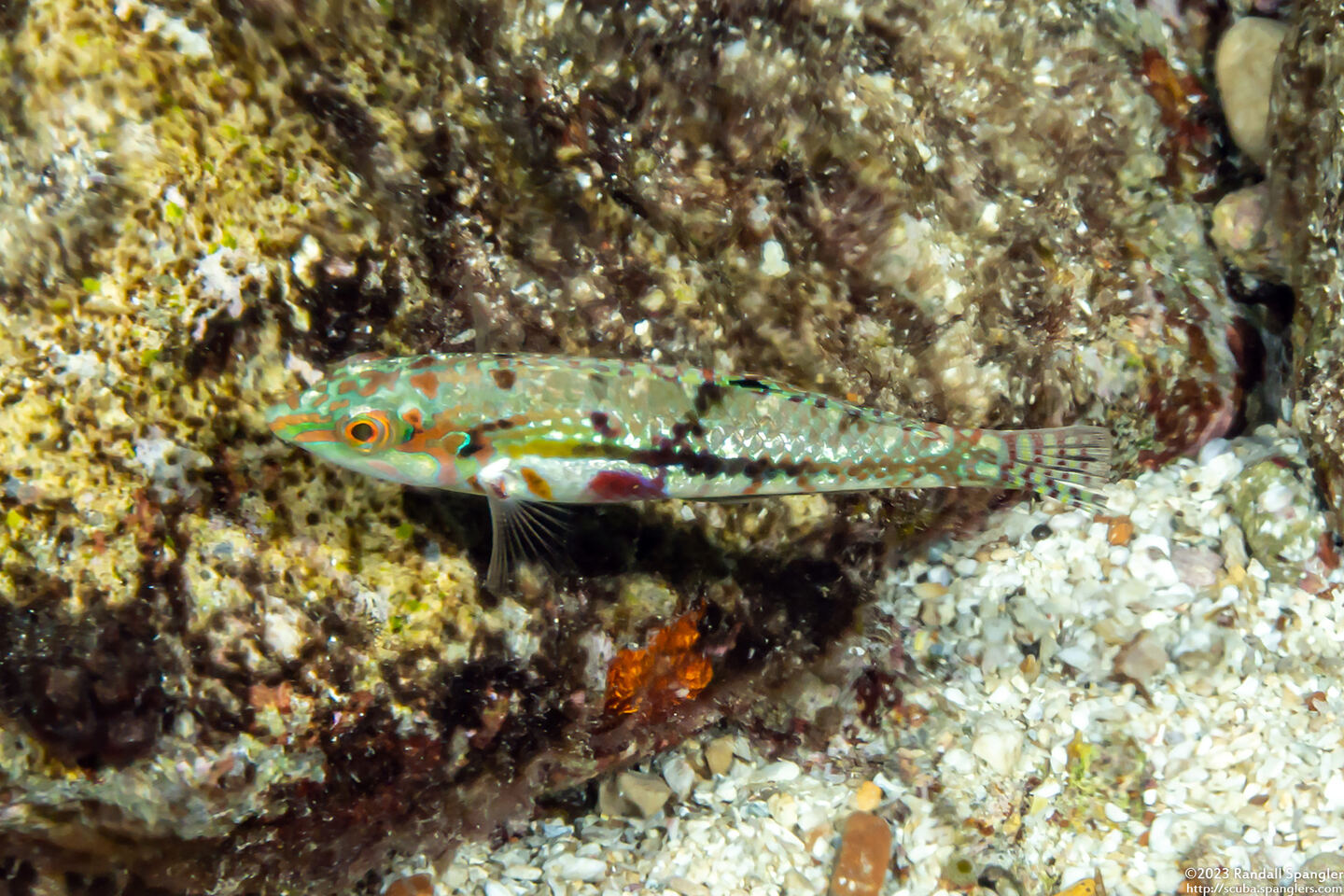 Halichoeres nebulosus (Nebulous Wrasse)
