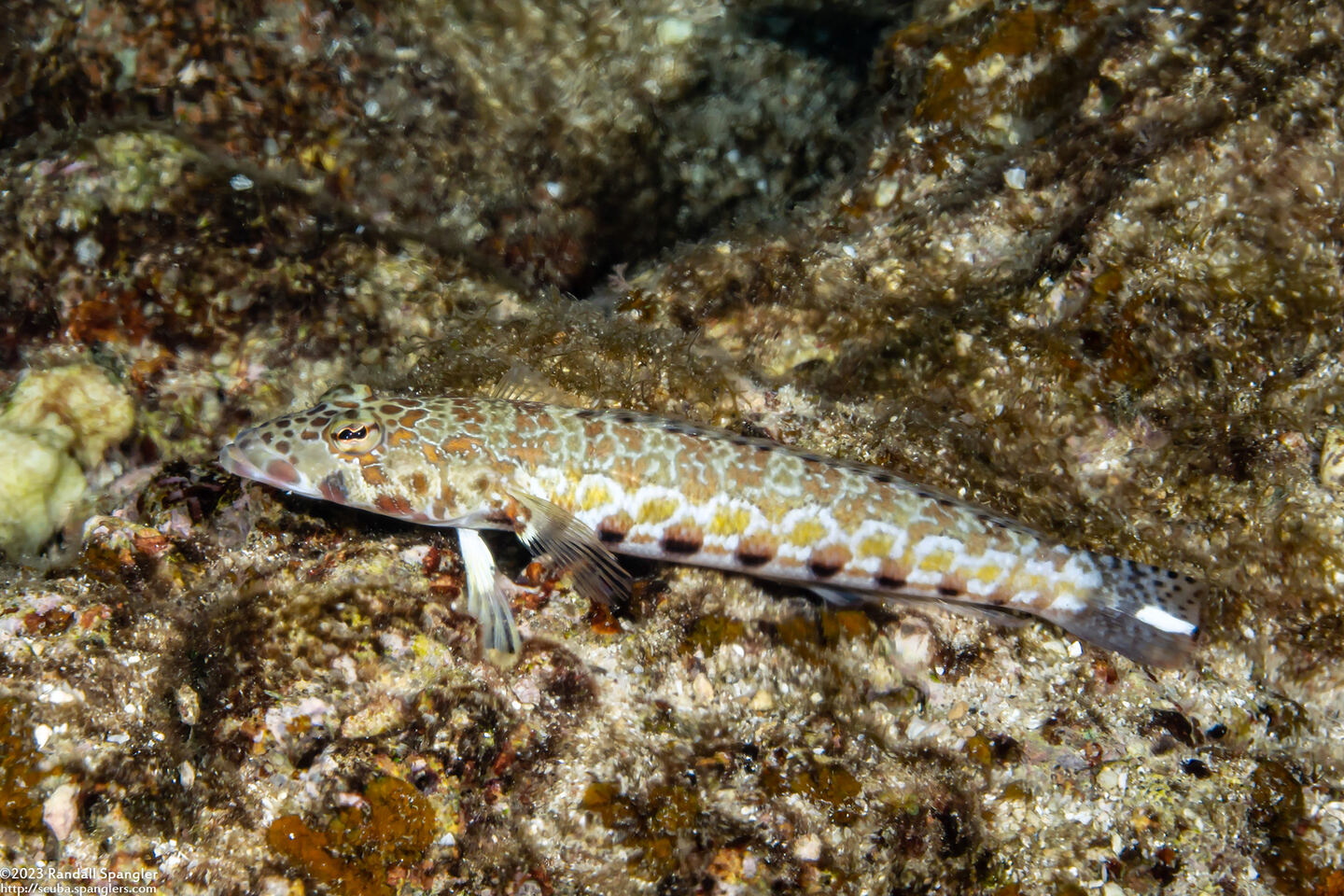 Parapercis millepunctata (Blackdotted Sandperch)