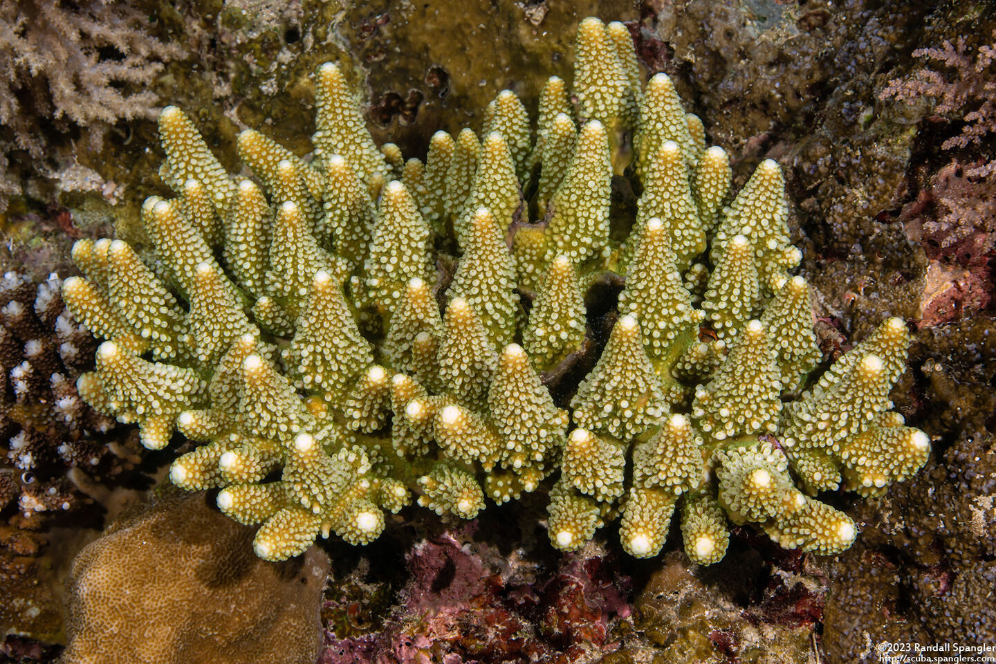 Acropora humilis (Finger Acropora)