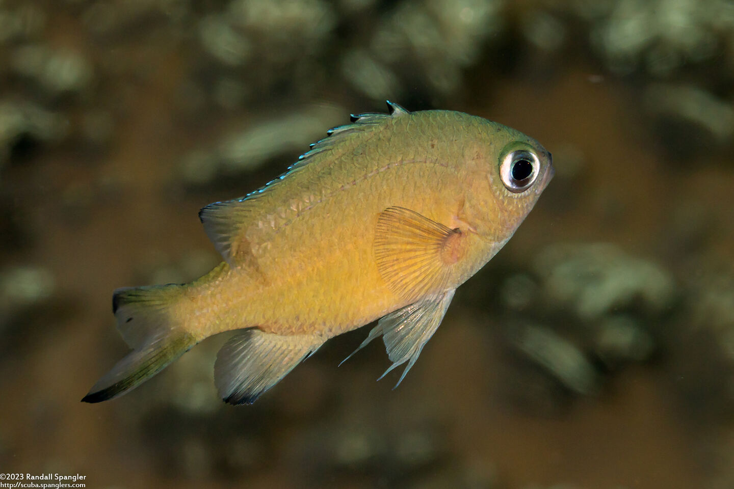 Chromis lepidolepis (Scaly Chromis)