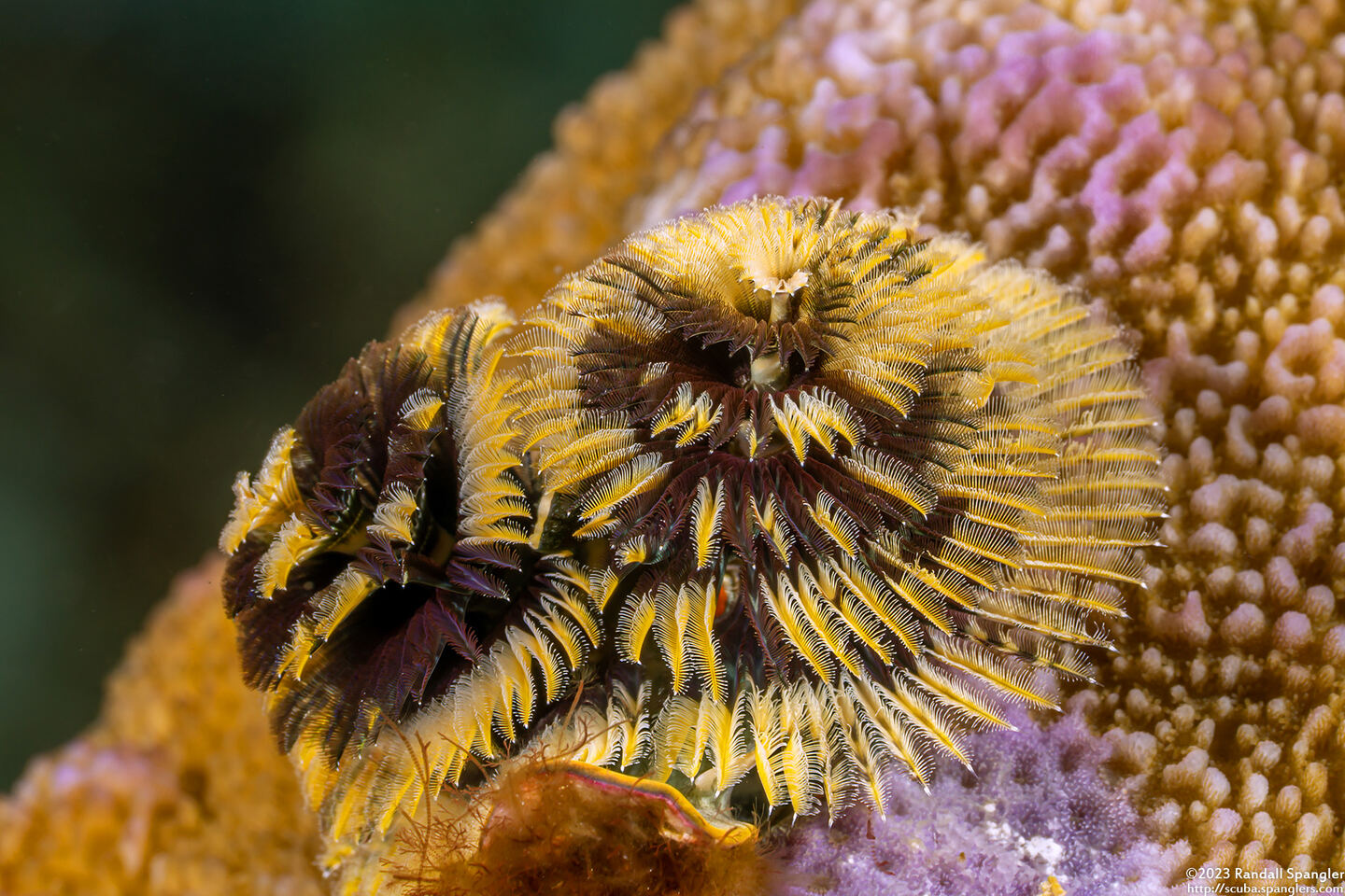 Spirobranchus sp.1 (Christmas Tree Worm)