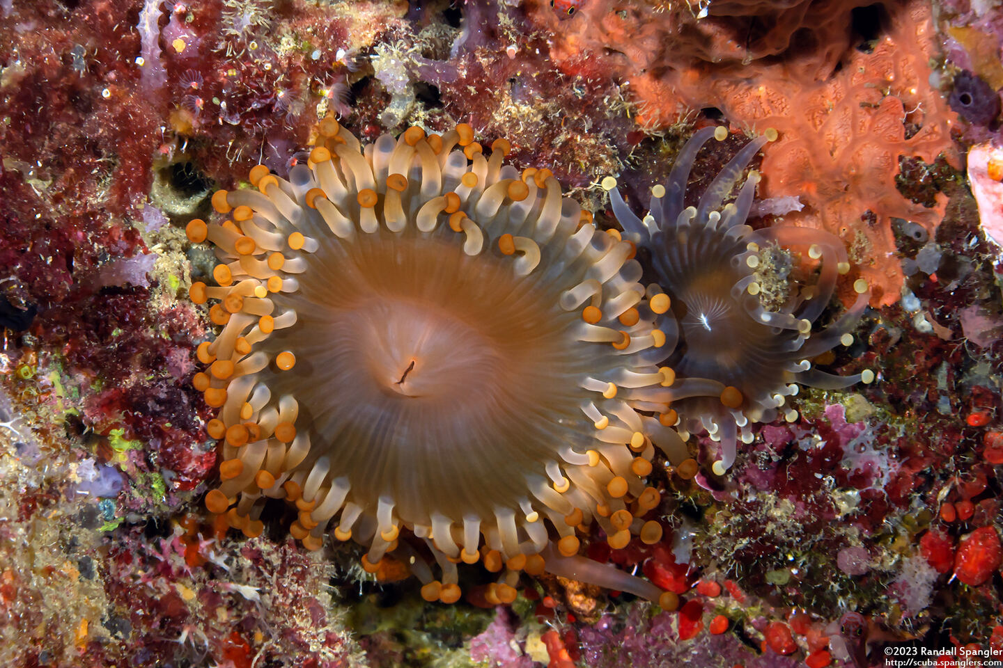 Pseudocorynactis sp.2 (Pseudocorynactis sp.2)