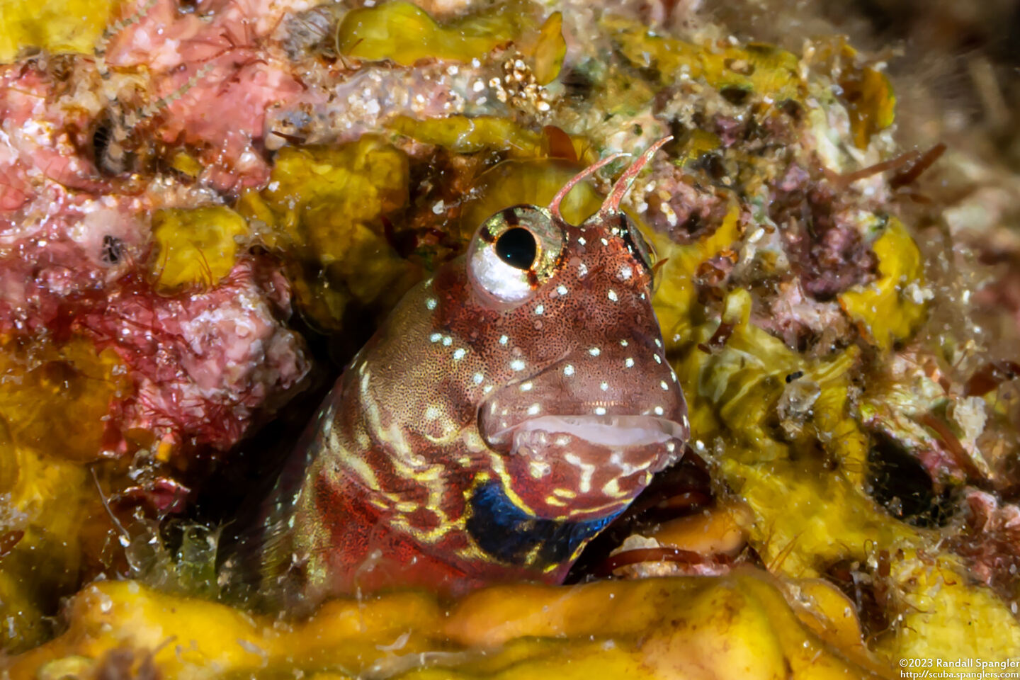 Nannosalarias nativitatis (Throatspot Blenny)