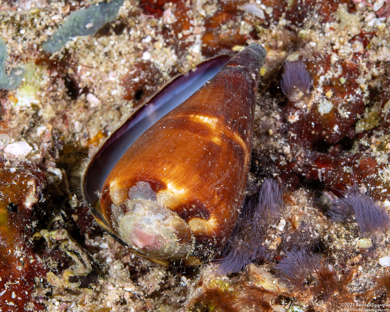 Conus virgo (Virgin Cone)