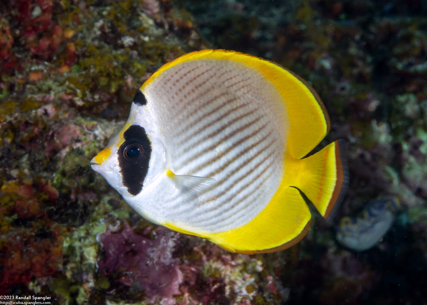 Chaetodon adiergastos (Panda Butterflyfish)