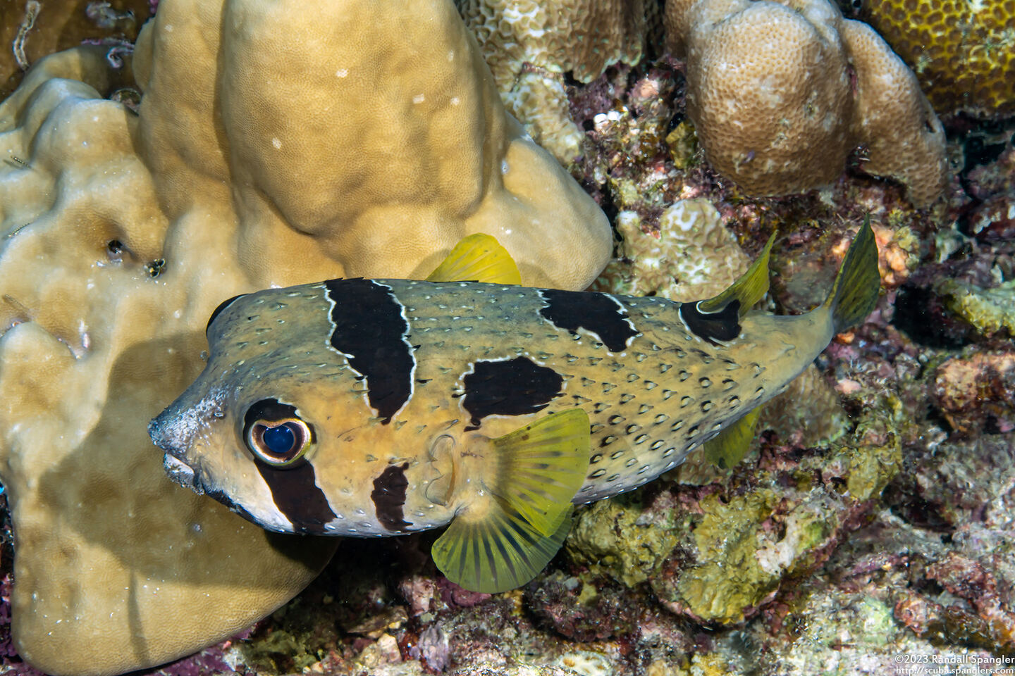 Diodon liturosus (Black-Blotched Porcupinefish)