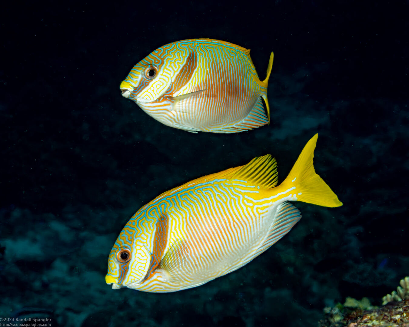 Siganus doliatus (Barred Rabbitfish)