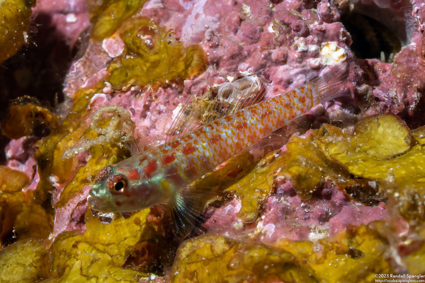 Eviota melasma (Melasma Dwarfgoby)