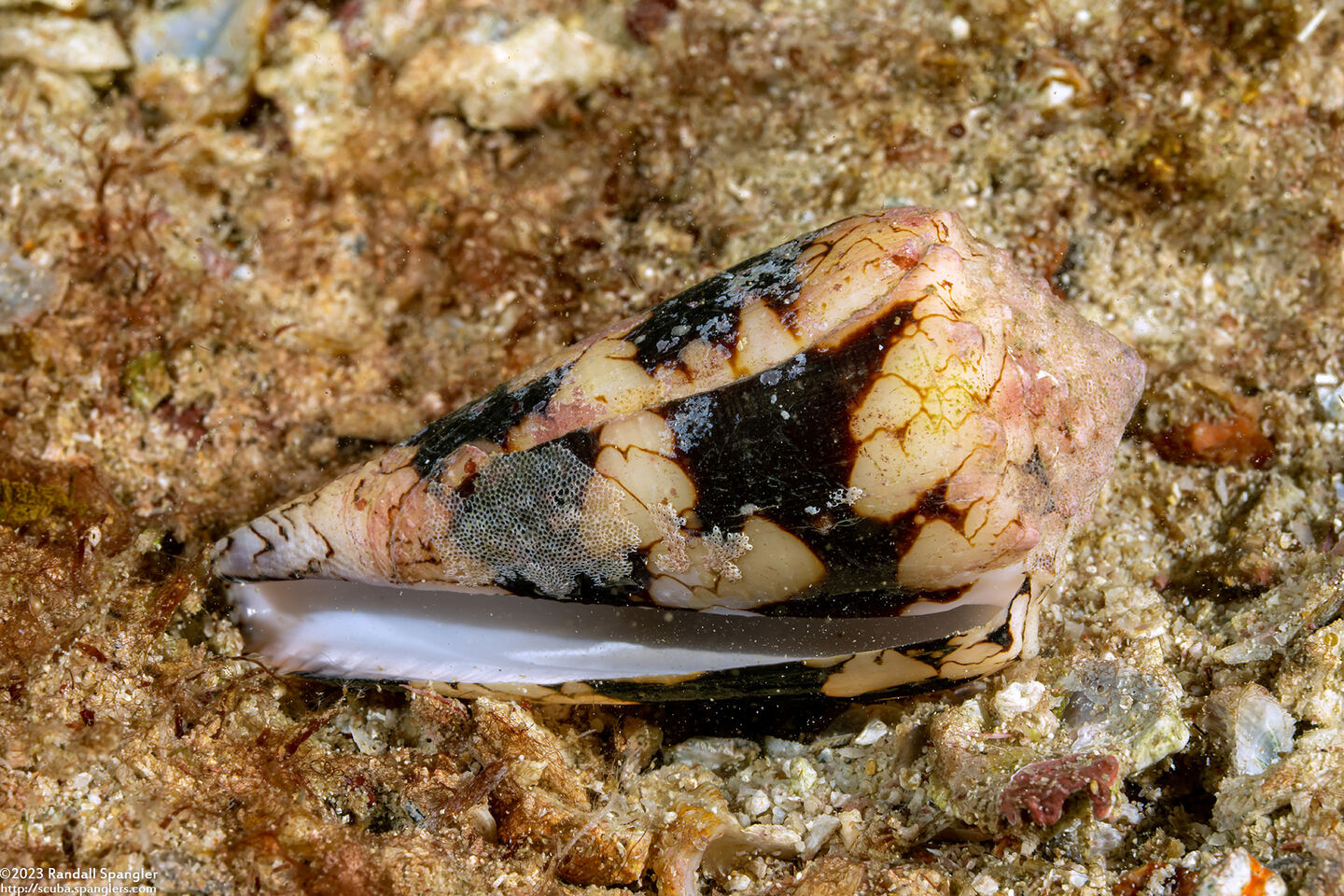 Conus auricomus (Gold-Leaf Cone)