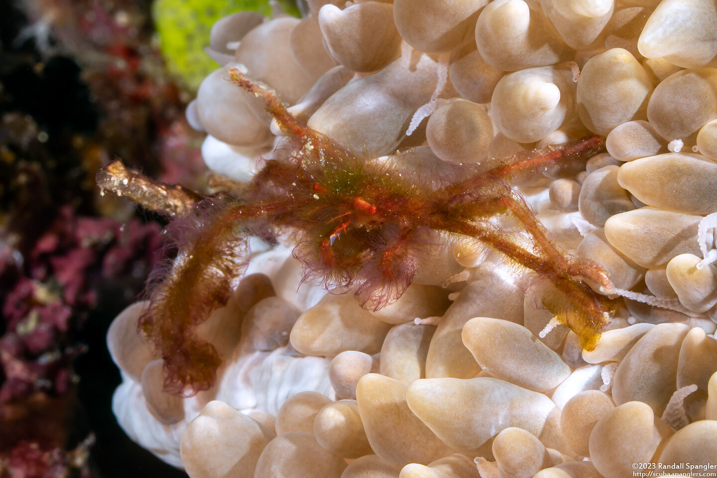 Oncinopus sp.1 (Orangutan Crab)