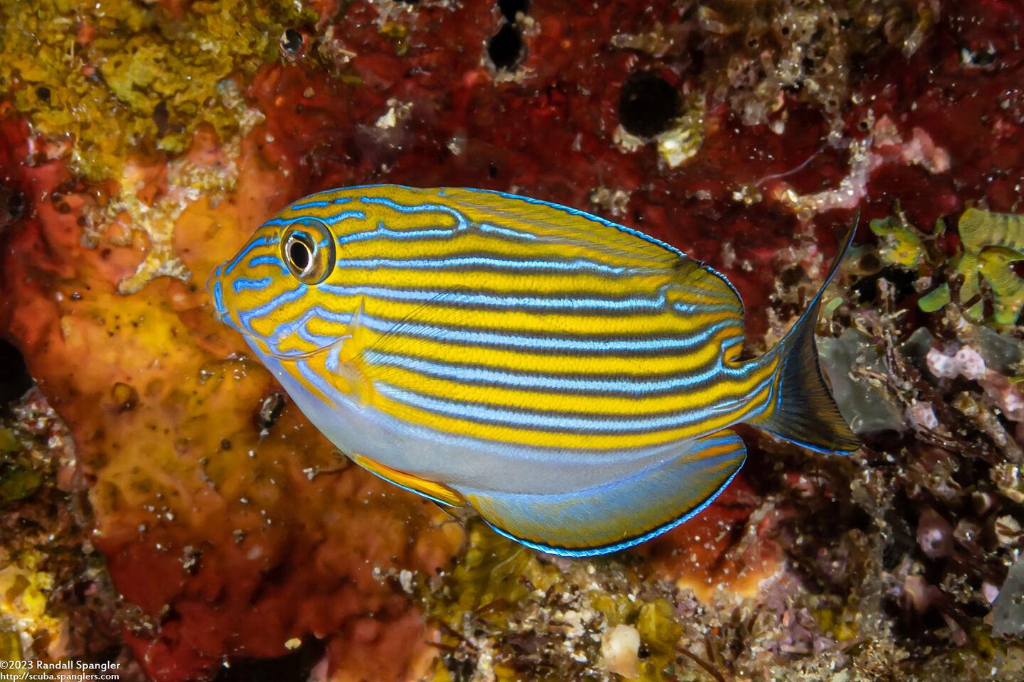 Acanthurus lineatus (Striped Surgeonfish)