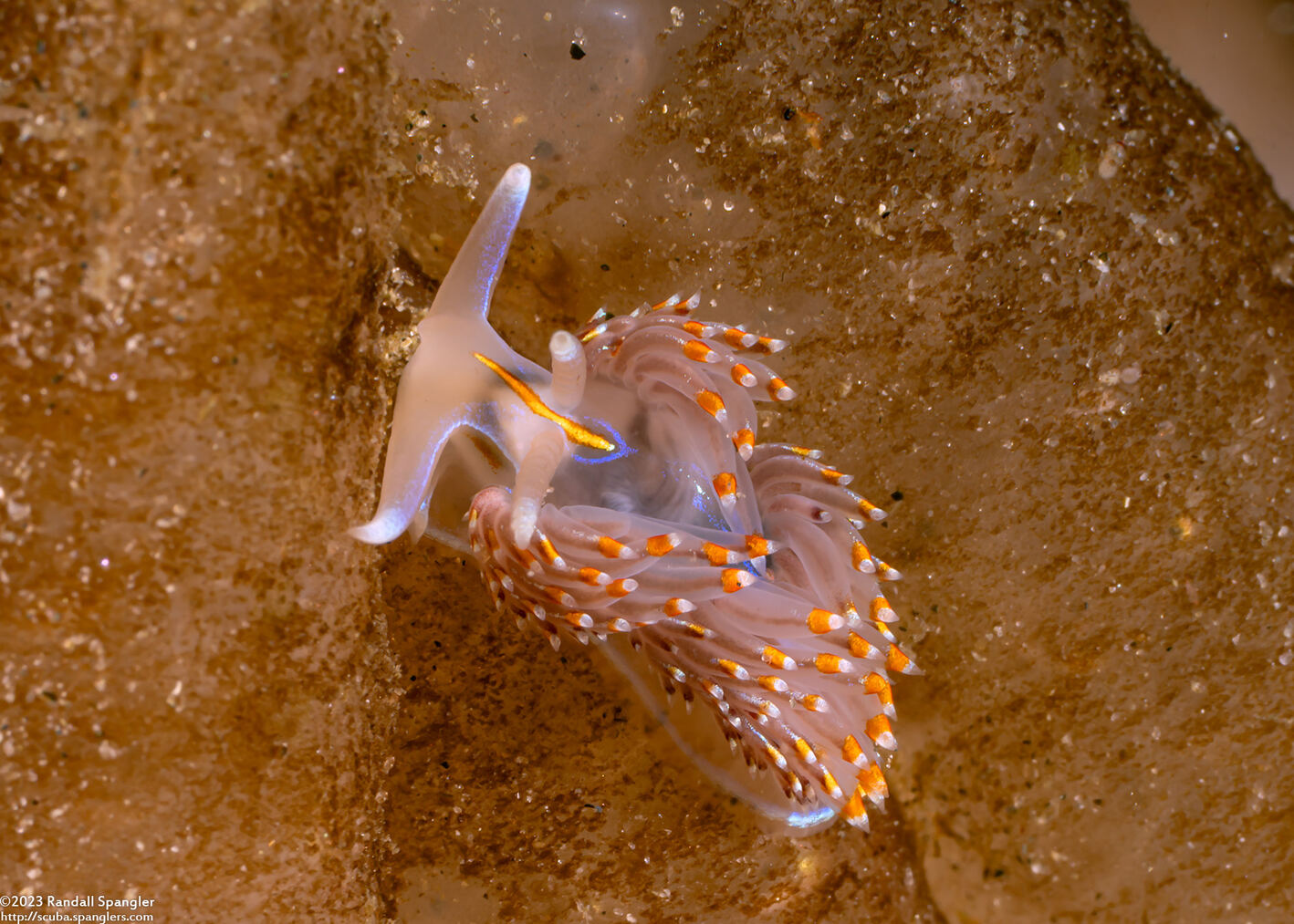 Hermissenda opalescens (Opalescent Nudibranch)